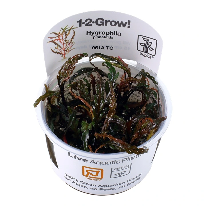 Tropica Hygrophila Pinnatifida 1-2-GROW